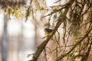 Eurasian blue tit, (Cyanistes caeruleus) sitting on a spruce branch, Finland Eurasian blue tit, (Cyanistes caeruleus) sitting on a spruce branch, Finland